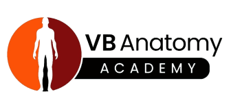 VB Anatomy Academy